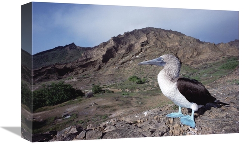 Global Gallery GCS-451781-1218-142 12 x 18 in. Blue-Footed Booby in Ro