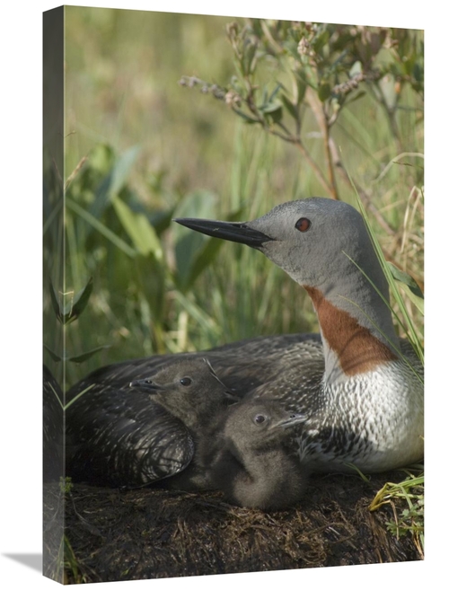 Global Gallery GCS-451941-1624-142 16 x 24 in. Red-Throated Loon with 