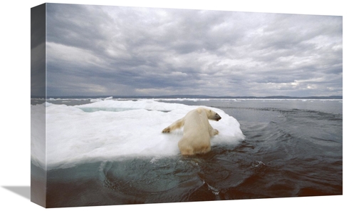 Global Gallery GCS-397846-1218-142 12 x 18 in. Polar Bear Hauling Out 