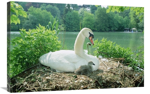 Global Gallery GCS-452382-2436-142 24 x 36 in. Mute Swan Parent & Chic