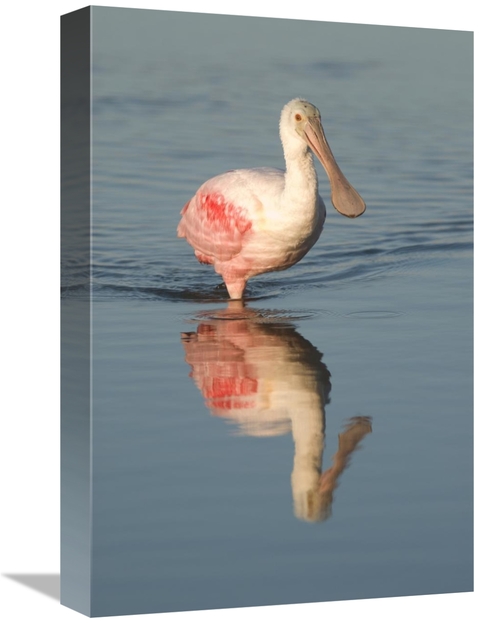 12 x 18 in. Roseate Spoonbill Wading, Fort Myers Beach, Florid