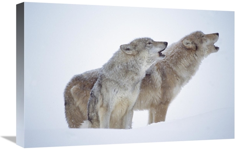 Global Gallery GCS-396794-1624-142 16 x 24 in. Timber Wolves Close-Up 