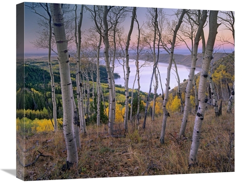 Global Gallery GCS-452231-2024-142 20 x 24 in. Aspen Forest Overlookin