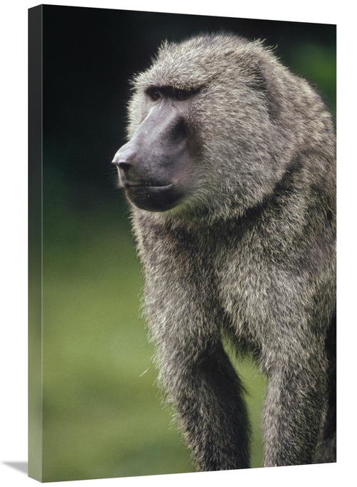 Global Gallery GCS-452819-2030-142 20 x 30 in. Olive Baboon Male Portr