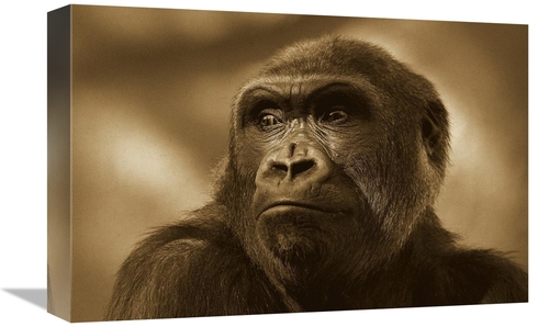 Global Gallery GCS-453671-1218-142 12 x 18 in. Western Lowland Gorilla