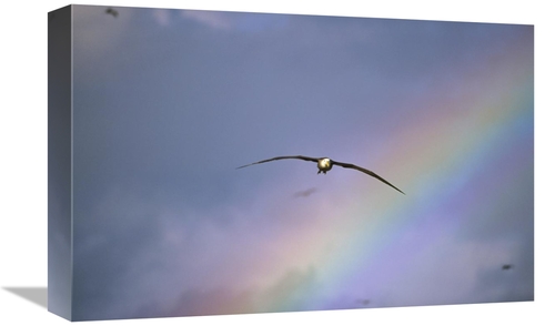 Global Gallery GCS-451364-1218-142 12 x 18 in. Waved Albatross Soaring