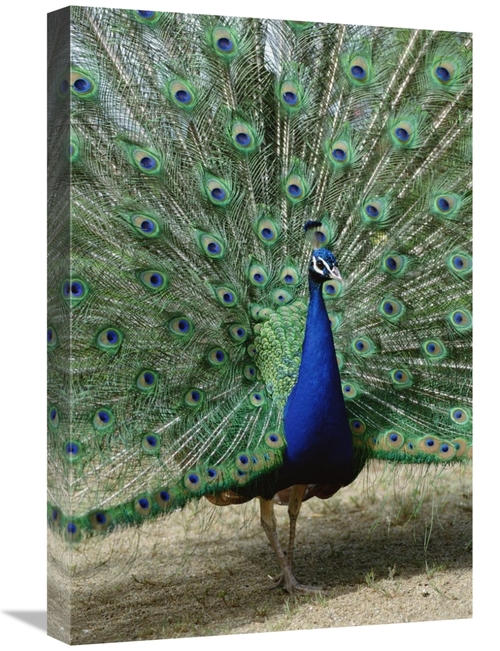 Global Gallery GCS-451466-1624-142 16 x 24 in. Indian Peafowl Male in 