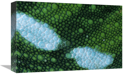 Global Gallery GCS-395308-1218-142 12 x 18 in. Panther Chameleon Detai