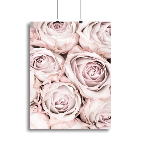 Pink Roses No 01 Canvas Print or Poster