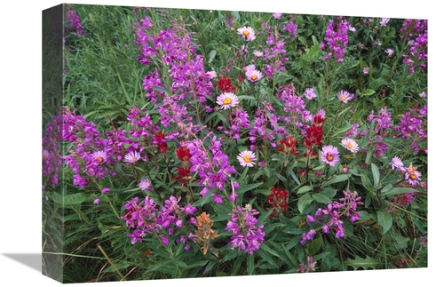 Global Gallery GCS-452003-1216-142 12 x 16 in. Fireweed Asters & Paint
