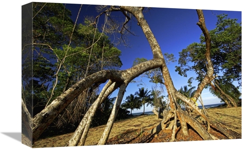 Global Gallery GCS-398572-1218-142 12 x 18 in. Red Mangrove Left Stand