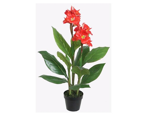 Potted 90 Cm Canna Canna Lily