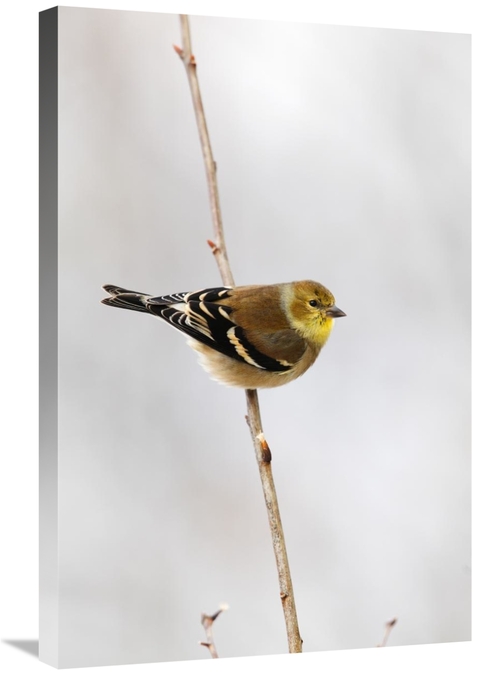 Global Gallery GCS-397594-2030-142 20 x 30 in. American Goldfinch,