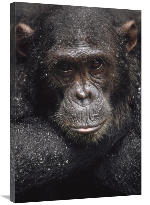Global Gallery GCS-452773-2436-142 24 x 36 in. Chimpanzee Named Frodo 