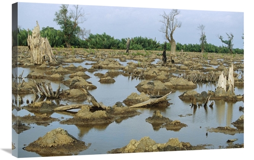 Global Gallery GCS-398121-2436-142 24 x 36 in. Mangrove in Mahakam Del