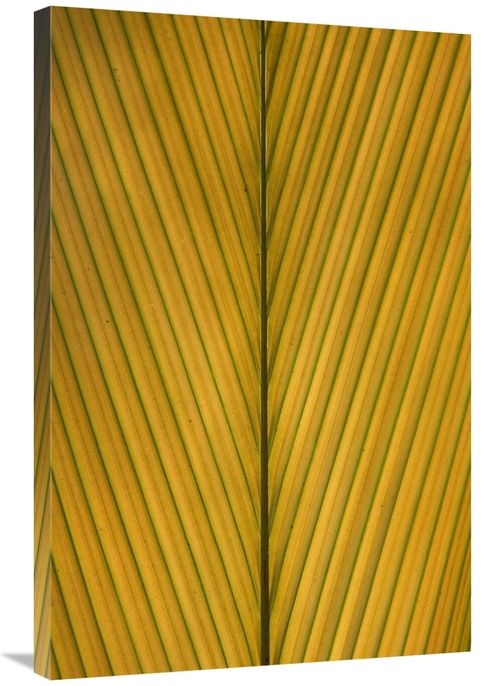Global Gallery GCS-395355-2436-142 24 x 36 in. Palm Leaf Showing Midri
