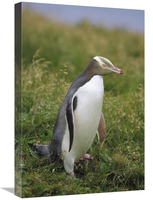 Global Gallery GCS-452457-1624-142 16 x 24 in. Yellow-Eyed Penguin Por