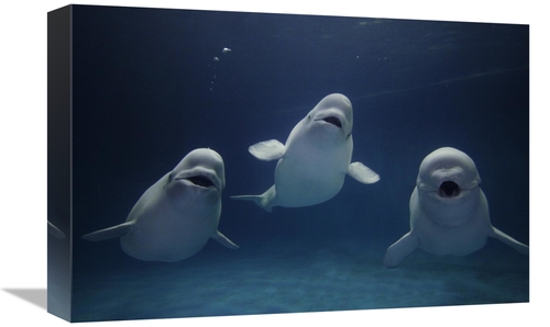 Global Gallery GCS-453586-1218-142 12 x 18 in. Beluga Whale Trio Calli