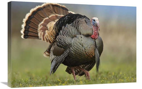 Global Gallery GCS-396873-2030-142 20 x 30 in. Wild Turkey Male in Cou