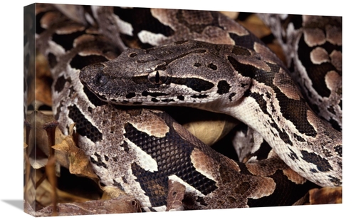 Global Gallery GCS-397233-1624-142 16 x 24 in. Madagascar Ground Boa M