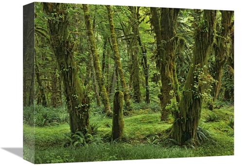 Global Gallery GCS-396293-1216-142 12 x 16 in. Hoh Rainforest, Oly