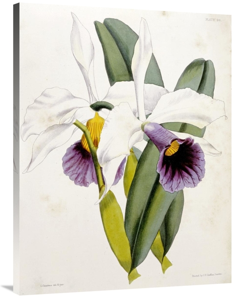 Global Gallery GCS-266139-40-142 40 in. Lily Art Print - William Curti