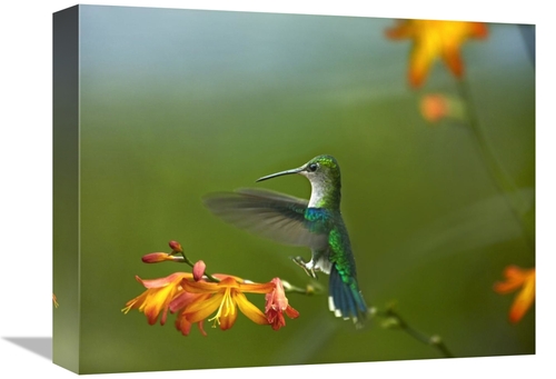 Global Gallery GCS-396258-1216-142 12 x 16 in. Green-Crowned Woodnymph