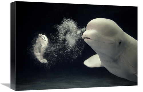 Global Gallery GCS-397728-22-142 22 in. Beluga Whale Blowing Toroidal 