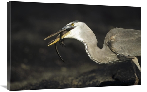 Global Gallery GCS-451398-2436-142 24 x 36 in. Great Blue Heron Preyin