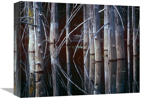 Global Gallery GCS-396662-1216-142 12 x 16 in. Western Red Cedar Trees