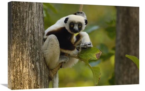 Global Gallery GCS-453028-2030-142 20 x 30 in. Coquerels Sifaka Wester