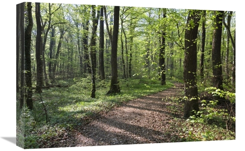 Global Gallery GCS-398509-1624-142 16 x 24 in. Trail Through Deciduous