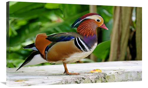 Global Gallery GCS-486592-40-142 40 in. Mandarin Duck Art Print - Vic 