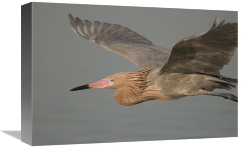 Global Gallery GCS-397338-1218-142 12 x 18 in. Reddish Egret Flying