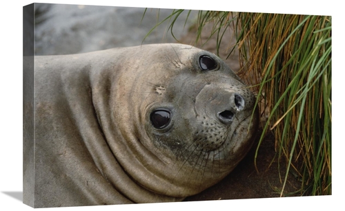 Global Gallery GCS-452453-1624-142 16 x 24 in. Southern Elephant Seal 