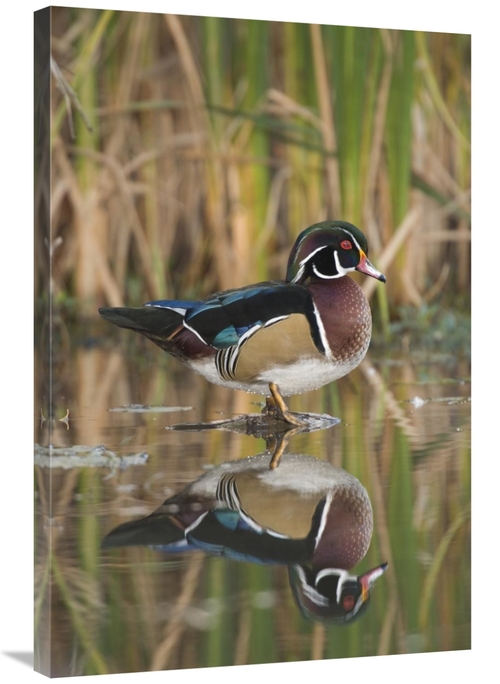 Global Gallery GCS-397404-2436-142 24 x 36 in. Wood Duck Male in Breed