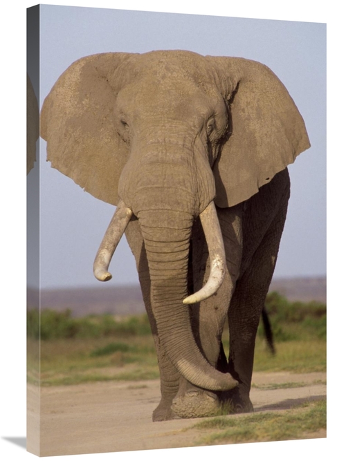 Global Gallery GCS-452800-2030-142 20 x 30 in. African Elephant Bull&#