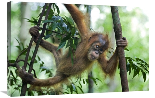 Global Gallery GCS-395854-2436-142 24 x 36 in. Sumatran Orangutan Six 