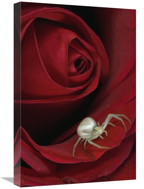 Global Gallery GCS-451948-1624-142 16 x 24 in. Goldenrod Crab Spider o