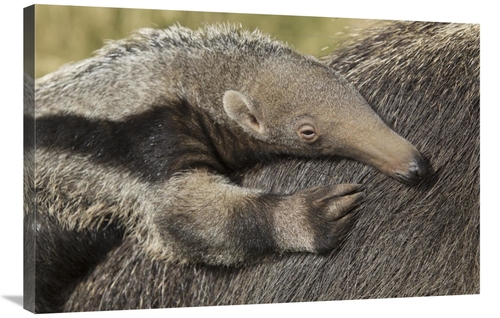 Global Gallery GCS-398157-2436-142 24 x 36 in. Giant Anteater Young on