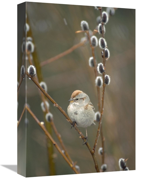 Global Gallery GCS-451854-1218-142 12 x 18 in. American Tree Sparrow i