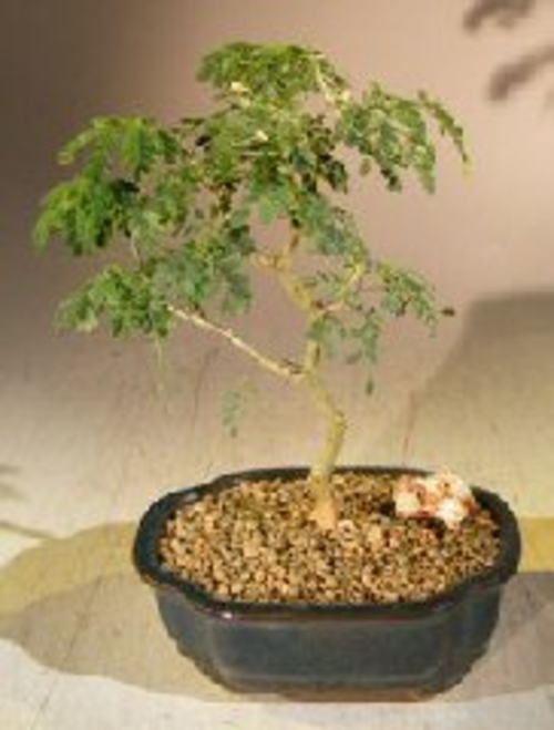 Flowering Brazilian Raintree Bonsai Tree - Small (pithecellobium