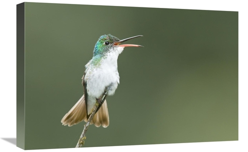 Global Gallery GCS-397320-1624-142 16 x 24 in. Andean Emerald Hummingb