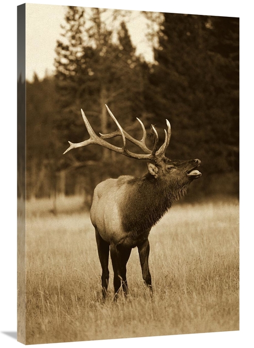 Global Gallery GCS-453674-2436-142 24 x 36 in. Elk Male Bugling During