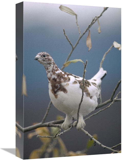 Global Gallery GCS-451852-1218-142 12 x 18 in. Willow Ptarmigan with F