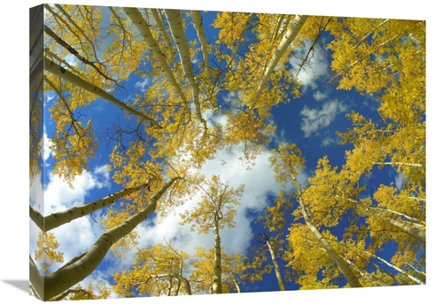 Global Gallery GCS-396928-1824-142 18 x 24 in. Looking Up at Blue Sky 