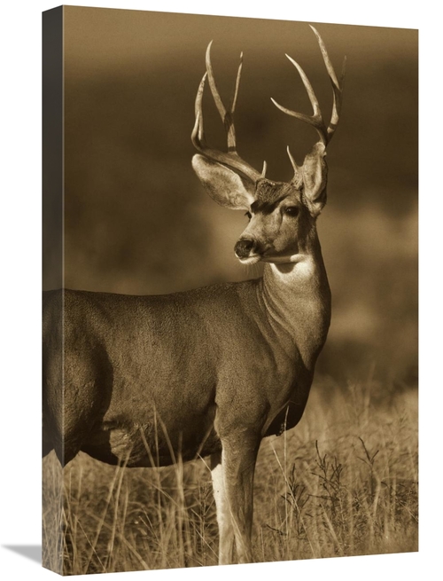 Global Gallery GCS-395918-1624-142 16 x 24 in. Mule Deer Male in Dry G