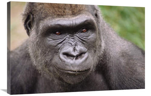 Global Gallery GCS-452766-2436-142 24 x 36 in. Western Lowland Gorilla