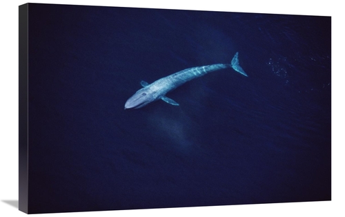 Global Gallery GCS-450601-2030-142 20 x 30 in. Blue Whale Aerial VIew 