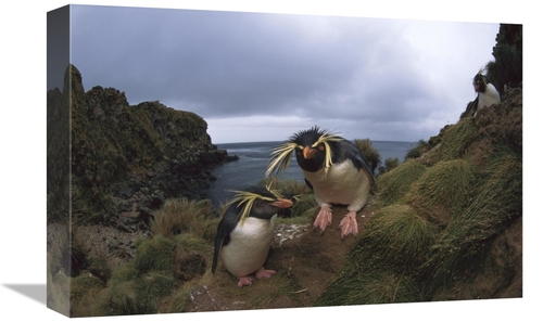Global Gallery GCS-451804-1218-142 12 x 18 in. Rockhopper Penguin Pair